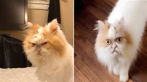 Meet The Worlds Next Grumpy Cat Youtube