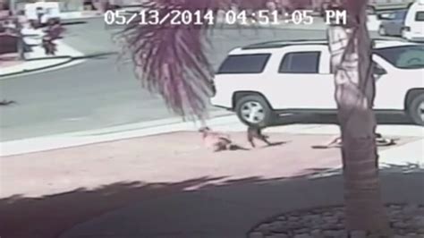 Viral Video Of The Day Cat Saves Boy From Dog Attack