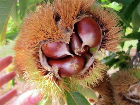 Whats The Difference Between Horse Chestnuts And Sweet Chestnuts
