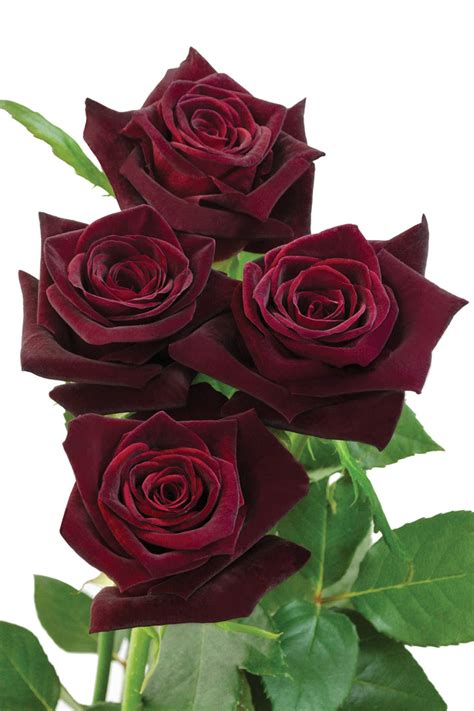 Bouquet Black Baccara Rose Ubicaciondepersonas Cdmx Gob Mx