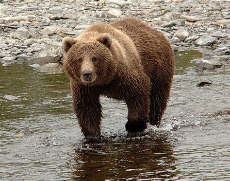 Best Kodiak Brown Bear Stock Photos Pictures And Royalty Free Images