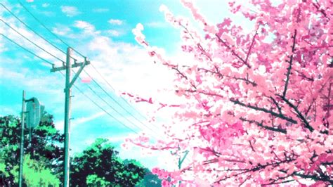 Animated Cherry Blossom Wallpaper 4k Anime Girl Cherry Blossom Season