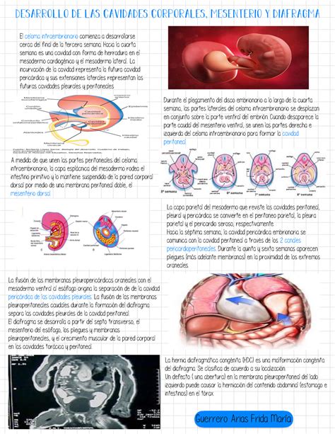 Embriología Cap 8 Desarrollo De Las Cavidades Corporales Mesenterio