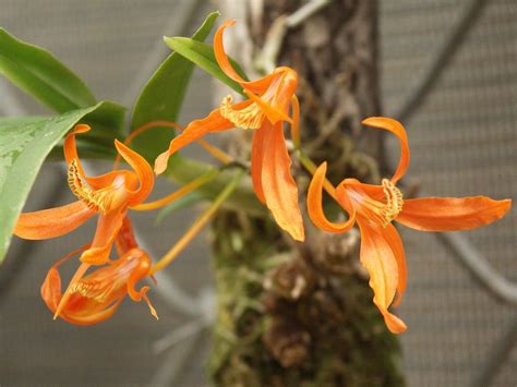 HOA PHONG LAN VIỆT VIETNAM ORCHIDS List of Dendrobium species Hoa lan Cây Hoa