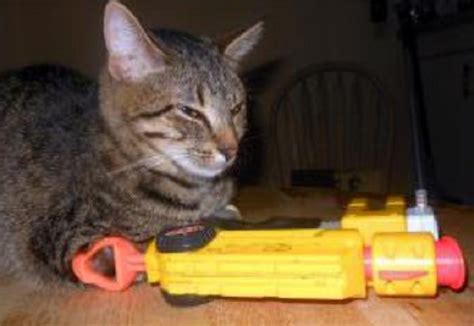Ten Sure Shot Nerf Cats Who Know The Game Is On