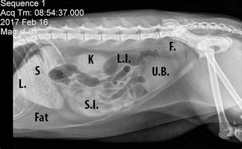 Learn How To Read A Cat X Ray Long Beach Animal Hospital X Ray Vet