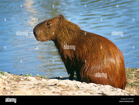 South America Brazil Wildlife Capybara Stock Photo Alamy
