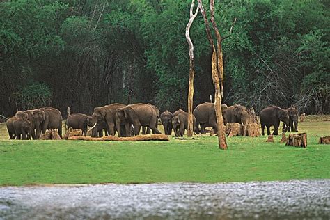 10 Best National Parks In India Indian National Parks