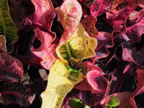13 Plantas Con Follaje Colorido Para Tener Color Durante Todo El Año