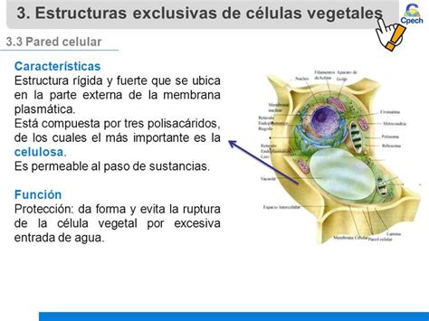 Caracteristicas De La Celula Eucariota Vegetal Escuela