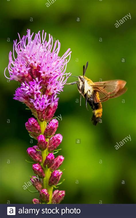 Clearwing Hummingbird Moth Hi Res Stock Photography And Images Alamy