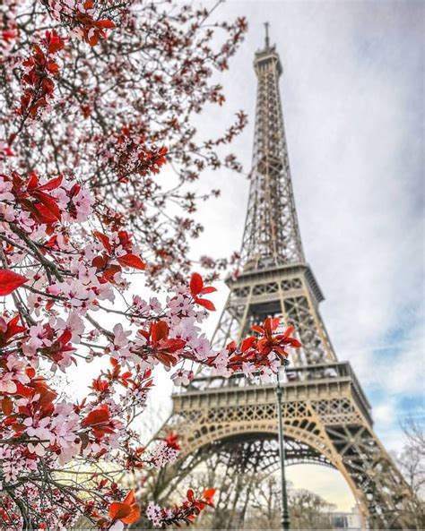Pin By Neeeerun On Flowers Beautiful Paris Eiffel Tower Paris