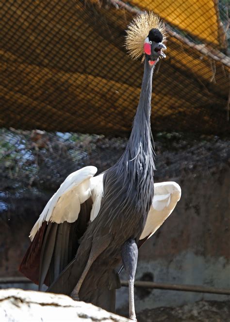 Pictures And Information On Black Crowned Crane