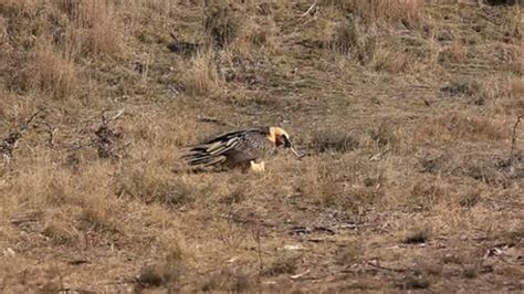 Vulture Scavenging On Ground Stock Video Clip K0064445 Science