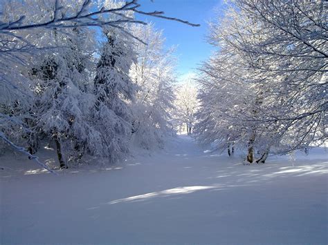 Bosque Nevado Fotos De Paisajes