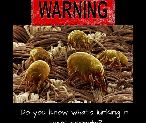Do You Know What's Lurking in Your Carpets? | Get Rid of ...