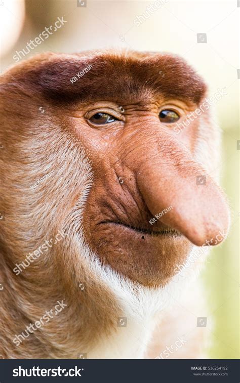Big Nose Monkey Images Stock Photos Vectors Shutterstock
