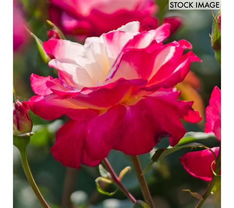 Van Zyverden Roses Double Delight 1 Root Stock