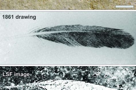 First Discovered Fossil Feather Did Not Belong To Iconic Bird Archaeopteryx