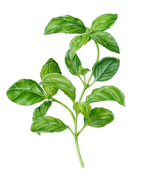 Botanical Illustration Of A Basil Plant Watercolor Herbs Botanical