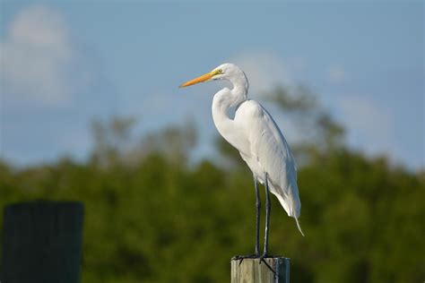 White Bird With Long Neck In Florida Getect2