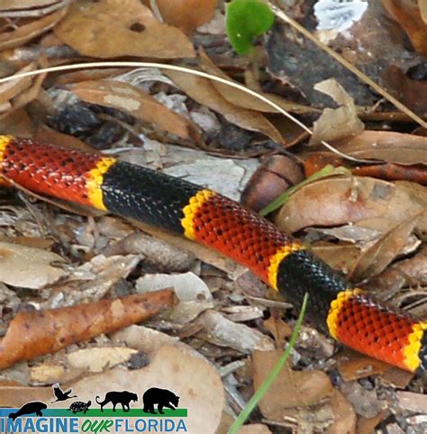 Eastern Coral Snake Imagine Our Florida Inc