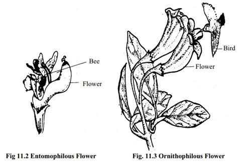 Self pollination and cross pollination are the two types of mechanisms, which are used by plants during their sexual reproduction. Pollination: Concepts, Types, Advantages, Disadvantages ...