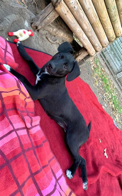 Lia – Tierheim Gütersloh