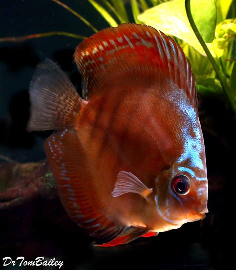 Premium Rare Alenquer Red Discus Fish