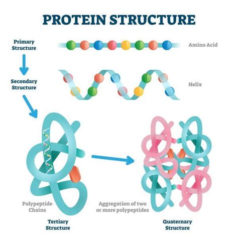Example Of Tertiary Structure Of Protein Angela Scott