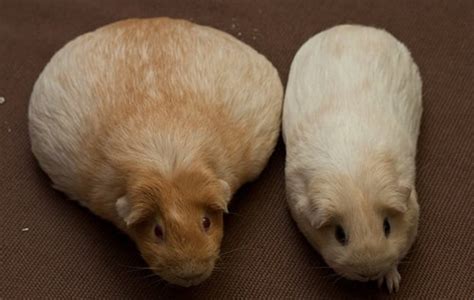Guinea pigs in a row, isolated on white. How To Breed Guinea Pigs For Profit | HubPages