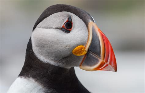 Atlantic Puffin Birdwatching