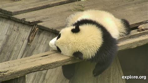 Im Watching The Panda Cam Streaming Live From Gengda