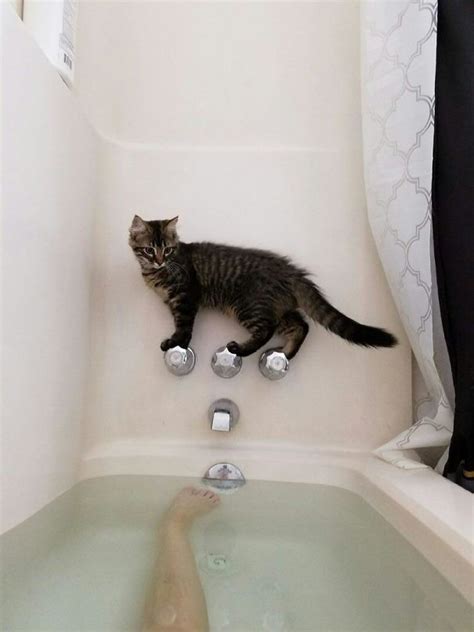 25 Times Cats Got Stuck In The Funniest Places Bouncy Mustard