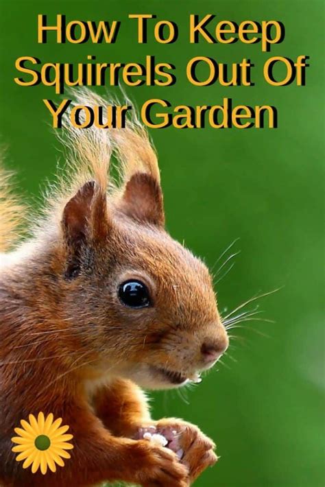How To Keep Squirrels Out Of The Garden Get Rid Of