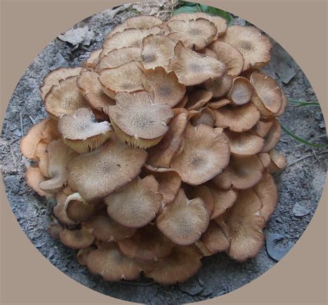Dizzy's Wanderings & Wonderings: Wondering about front yard mushrooms.
