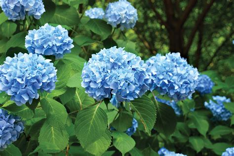 Promoting Flowers On Hydrangeas Growing Guides Daltons