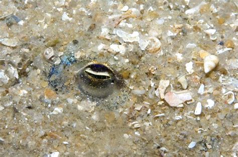 Port Phillip Bay Taxonomy Toolkit