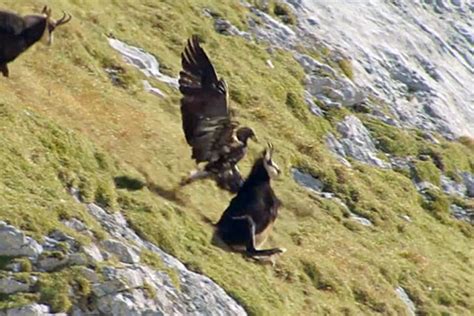 Huge Golden Eagle Kicking Mountain Goat Down A Slope Rnatureismetal