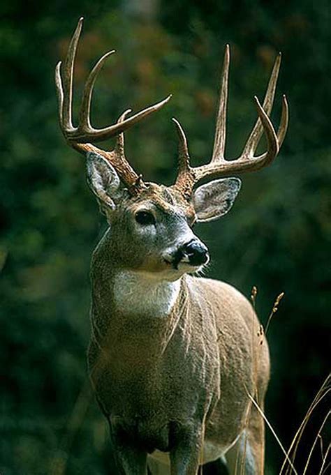 Giant Whitetail Bucks Field And Stream Whitetail Deer Pictures