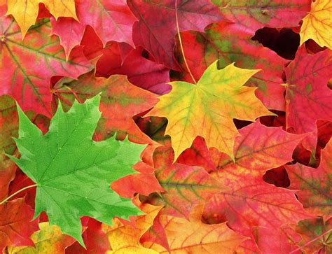 Nature Snacks Why Do Leaves Change Color In The Fall