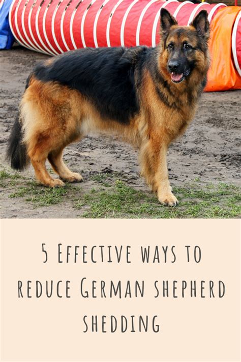 What Are The 5 Types Of German Shepherds Shepherd