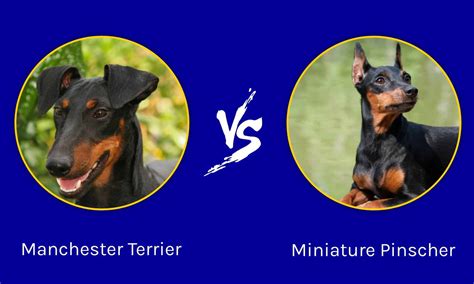 Manchester Terrier Vs Miniature Pinscher What Are The Differences A