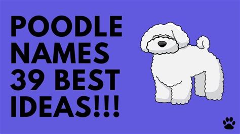 🐩 Poodle Names 39 Cute Best Ideas For Male And Female