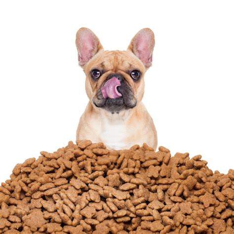 Top 10 Hypoallergenic Dog Food Of 2020 Review Herepup