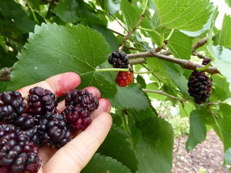 Mulberry Tree No Fruit Mulberry The First Fruit Of Spring — Just