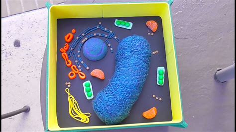 Plant Cell Science Project Using Household Items Plan