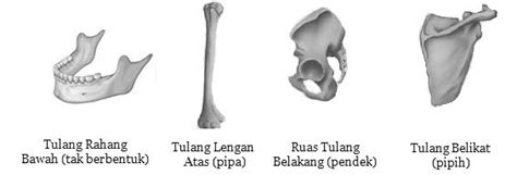 Gambar Tulang Pipa Mobile Legends