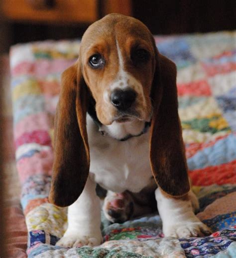 Of course there are differences between these two iconic hounds. Basset Hound Puppy #hound #Dog #Hunting | Basset hound puppy, Hound puppies, Beagle hound
