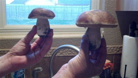 Beautiful King Boletes Mushroom Hunting Stuffed Mushrooms Alaska